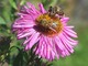 20 maggio, Giornata mondiale delle api, ecco il perchè, foto Pixabay