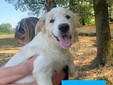 Biella, quattro cuccioli cercano casa: l'appello di Scodinzolando con Flo ETS