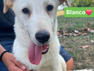 Biella, quattro cuccioli cercano casa: l'appello di Scodinzolando con Flo ETS Biella, quattro cuccioli cercano casa: l'appello di Scodinzolando con Flo ETS