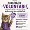 A-Mici Bau cerca volontari, e tu cosa aspetti? A-Mici Bau cerca volontari, e tu cosa aspetti?