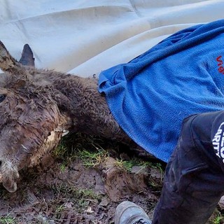 Valdengo, intrappolata in una zona paludosa: l'asinella Penelope messa in salvo dai Vigili del Fuoco Valdengo, intrappolata in una zona paludosa: l'asinella Penelope messa in salvo dai Vigili del Fuoco