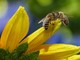 Giornata mondiale delle api: 230.000 europei hanno chiesto di salvarle