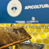 Il regno delle api, sentinelle della natura: dalla Regione 100mila euro per 50 progetti scolastici, c'è anche Cossato