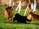 Lessona, approvato il progetto della nuova area sgambamento cani Lessona, approvato il progetto della nuova area sgambamento cani