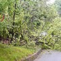Maltempo, ancora alberi sulle strade per le piogge: interventi a Cerrione, Muzzano, Pray e Valdilana (foto di repertorio) Maltempo, ancora alberi sulle strade per le piogge: interventi a Cerrione, Muzzano, Pray e Valdilana (foto di repertorio)