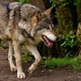 Predazione da grandi carnivori, dalla Regione una dotazione di 744mila euro: i capi saranno risarciti al 100%  (foto di repertorio)
