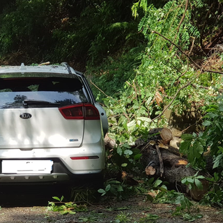 Incidenti a catena nel Biellese, una pianta crolla a terra e finisce su un'auto (foto di repertorio)