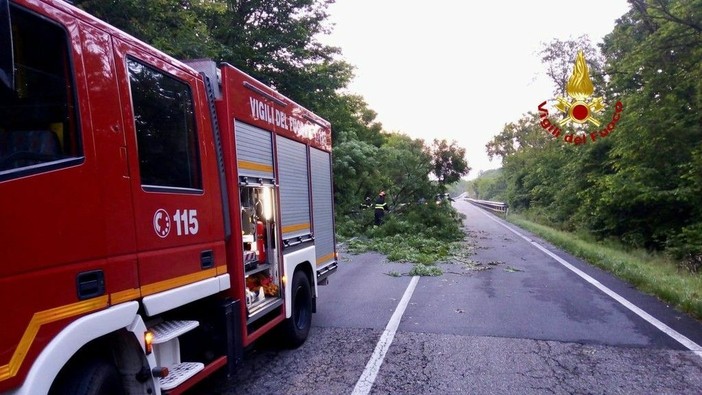 Pianta sulla strada, Vigili del Fuoco in azione sulla Settimo Vittone (foto di repertorio)