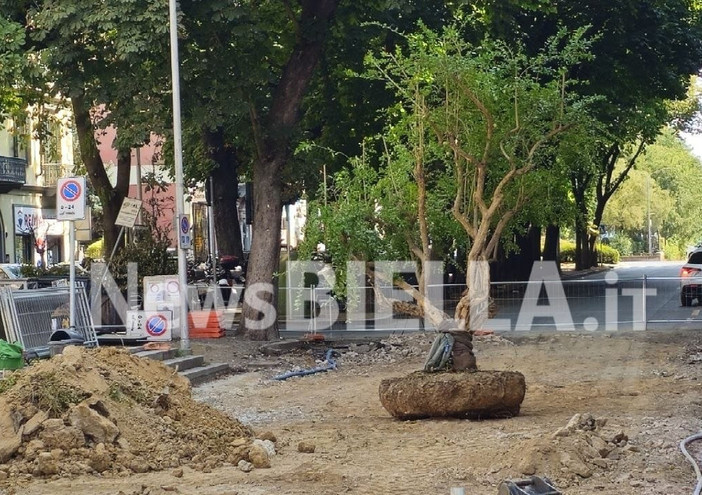 Biella, al via il trasferimento dei melograni: proteste e presidio alla Fons Vitae: “Difendiamo il verde pubblico”