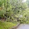 Intense raffiche di vento in alta Valle Elvo, alberi caduti sulla strada (foto di repertorio)