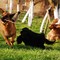 Lessona, approvato il progetto della nuova area sgambamento cani Lessona, approvato il progetto della nuova area sgambamento cani