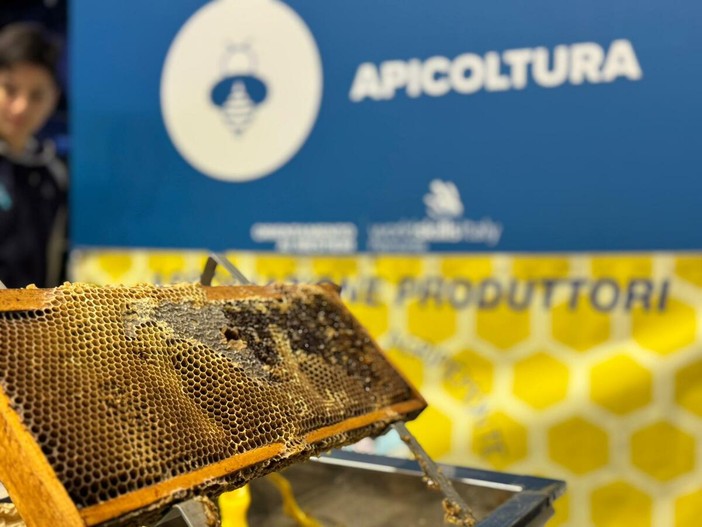 Il regno delle api, sentinelle della natura: dalla Regione 100mila euro per 50 progetti scolastici, c'è anche Cossato