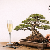 L'aperitivo dell'arte bonsai: a Biella “L’ApeRinvaso”
