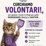 A-Mici Bau cerca volontari, e tu cosa aspetti? A-Mici Bau cerca volontari, e tu cosa aspetti?