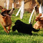 Lessona, approvato il progetto della nuova area sgambamento cani