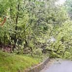 Maltempo, ancora alberi sulle strade per le piogge: interventi a Cerrione, Muzzano, Pray e Valdilana (foto di repertorio) Maltempo, ancora alberi sulle strade per le piogge: interventi a Cerrione, Muzzano, Pray e Valdilana (foto di repertorio)