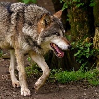 Predazione da grandi carnivori, dalla Regione una dotazione di 744mila euro: i capi saranno risarciti al 100%  (foto di repertorio)