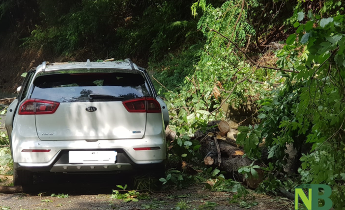 Incidenti a catena nel Biellese, una pianta crolla a terra e finisce su un'auto (foto di repertorio)