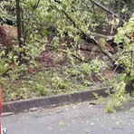 Ancora alberi sulla strada, intervento a Trivero (foto di repertorio)