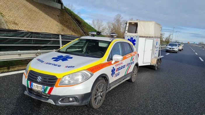 Caprioli allo svincolo di Vercelli Est: in corso operazioni di recupero