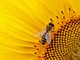 Parassita “Varroa Destructor”, le nostre api sono in pericolo? Ce ne parla Paolo Detoma, foto Pixabay