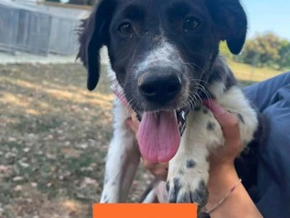 Biella, quattro cuccioli cercano casa: l'appello di Scodinzolando con Flo ETS Biella, quattro cuccioli cercano casa: l'appello di Scodinzolando con Flo ETS