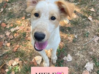 Biella, quattro cuccioli cercano casa: l'appello di Scodinzolando con Flo ETS Biella, quattro cuccioli cercano casa: l'appello di Scodinzolando con Flo ETS