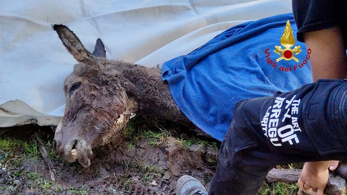 Valdengo, intrappolata in una zona paludosa: l'asinella Penelope messa in salvo dai Vigili del Fuoco Valdengo, intrappolata in una zona paludosa: l'asinella Penelope messa in salvo dai Vigili del Fuoco