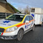 Caprioli allo svincolo di Vercelli Est: in corso operazioni di recupero