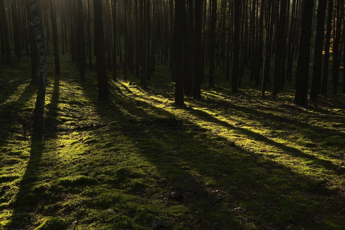 Giornata internazionale delle foreste, dalla tutela del clima ai tartufi: i boschi del Piemonte al centro delle politiche della Regione (foto di repertorio) Giornata internazionale delle foreste, dalla tutela del clima ai tartufi: i boschi del Piemonte al centro delle politiche della Regione (foto di repertorio)