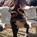 Fiera Zootecnica, a Valdilana una giornata tra allevamento e tradizione Fiera Zootecnica, a Valdilana una giornata tra allevamento e tradizione
