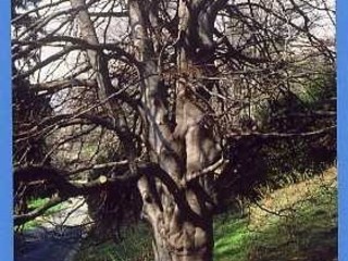 Burcina, tra rododendri e ricordi, dietro l'obiettivo del fotografo Marchisotti FOTO copyright Roberto Marchisotti