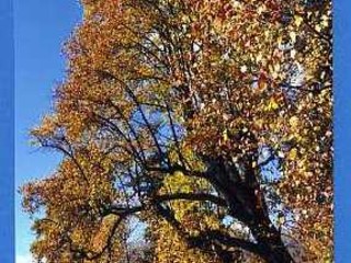 Burcina, tra rododendri e ricordi, dietro l'obiettivo del fotografo Marchisotti FOTO copyright Roberto Marchisotti