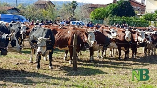 Valdilana, il 2 maggio torna la Fiera zootecnica della Brughiera