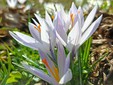 I "Crocus", primi segnali di primavera a Tollegno FOTO Paolo Rosazza Pela