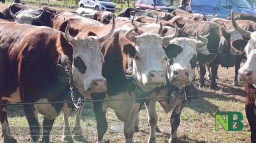 Oggi a Borriana la Prima Edizione della Fiera Zootecnica, Agricola e dell’Artigianato FOTO di Baù per newsbiella.it Oggi a Borriana la Prima Edizione della Fiera Zootecnica, Agricola e dell’Artigianato FOTO di Baù per newsbiella.it
