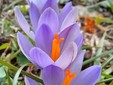 I "Crocus", primi segnali di primavera a Tollegno FOTO Paolo Rosazza Pela
