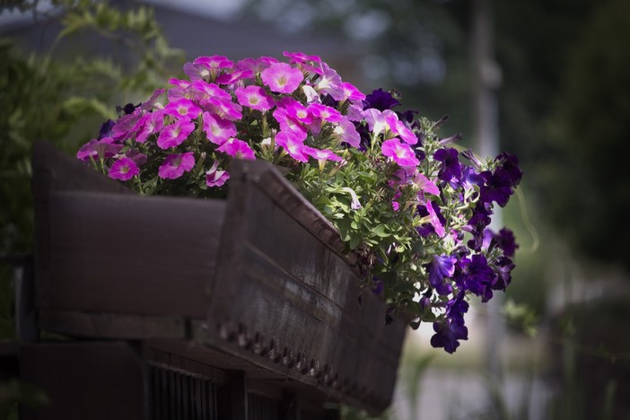 Gaglianico punta a diventare il “Borgo dei Fiori”