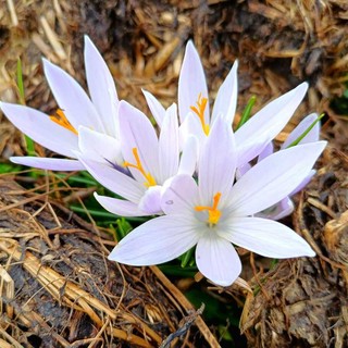I "Crocus", primi segnali di primavera a Tollegno FOTO Paolo Rosazza Pela