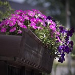 Gaglianico punta a diventare il “Borgo dei Fiori”