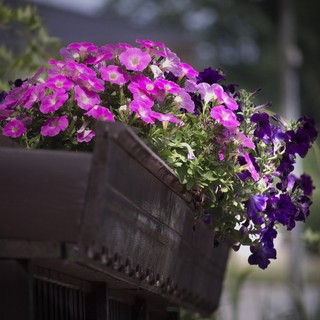 Gaglianico punta a diventare il “Borgo dei Fiori”