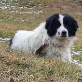 Cane scomparso da Rosazza ritrovato dopo 3 mesi in Valle d'Aosta, l’incredibile storia di Bosco