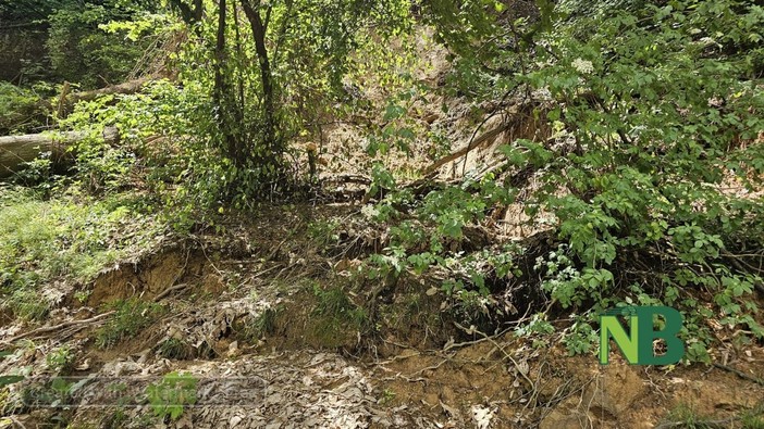 Biella, frana, alberi caduti e staccionata divelta alla Bertamelina: sarà messa in sicurezza