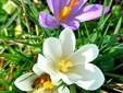 I "Crocus", primi segnali di primavera a Tollegno FOTO Paolo Rosazza Pela