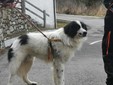 Cane scomparso da Rosazza ritrovato dopo 3 mesi in Valle d'Aosta, l’incredibile storia di Bosco Cane scomparso da Rosazza ritrovato dopo 3 mesi in Valle d'Aosta, l’incredibile storia di Bosco