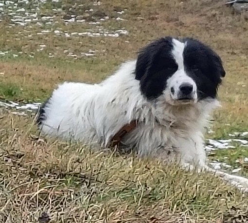 Cane scomparso da Rosazza ritrovato dopo 3 mesi in Valle d'Aosta, l’incredibile storia di Bosco Cane scomparso da Rosazza ritrovato dopo 3 mesi in Valle d'Aosta, l’incredibile storia di Bosco