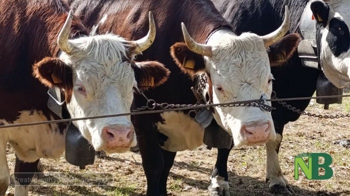 Fiera Zootecnica, a Valdilana una giornata tra allevamento e tradizione
