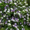 La Brunfelsia: l’incredibile pianta rifiorente e perenne, dal profumo intenso.