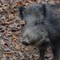 Peste suina africana, ordinanza del Piemonte per garantire le attività di contrasto (foto di repertorio) Peste suina africana, ordinanza del Piemonte per garantire le attività di contrasto (foto di repertorio)