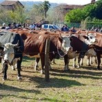 Valdilana, il 2 maggio torna la Fiera zootecnica della Brughiera